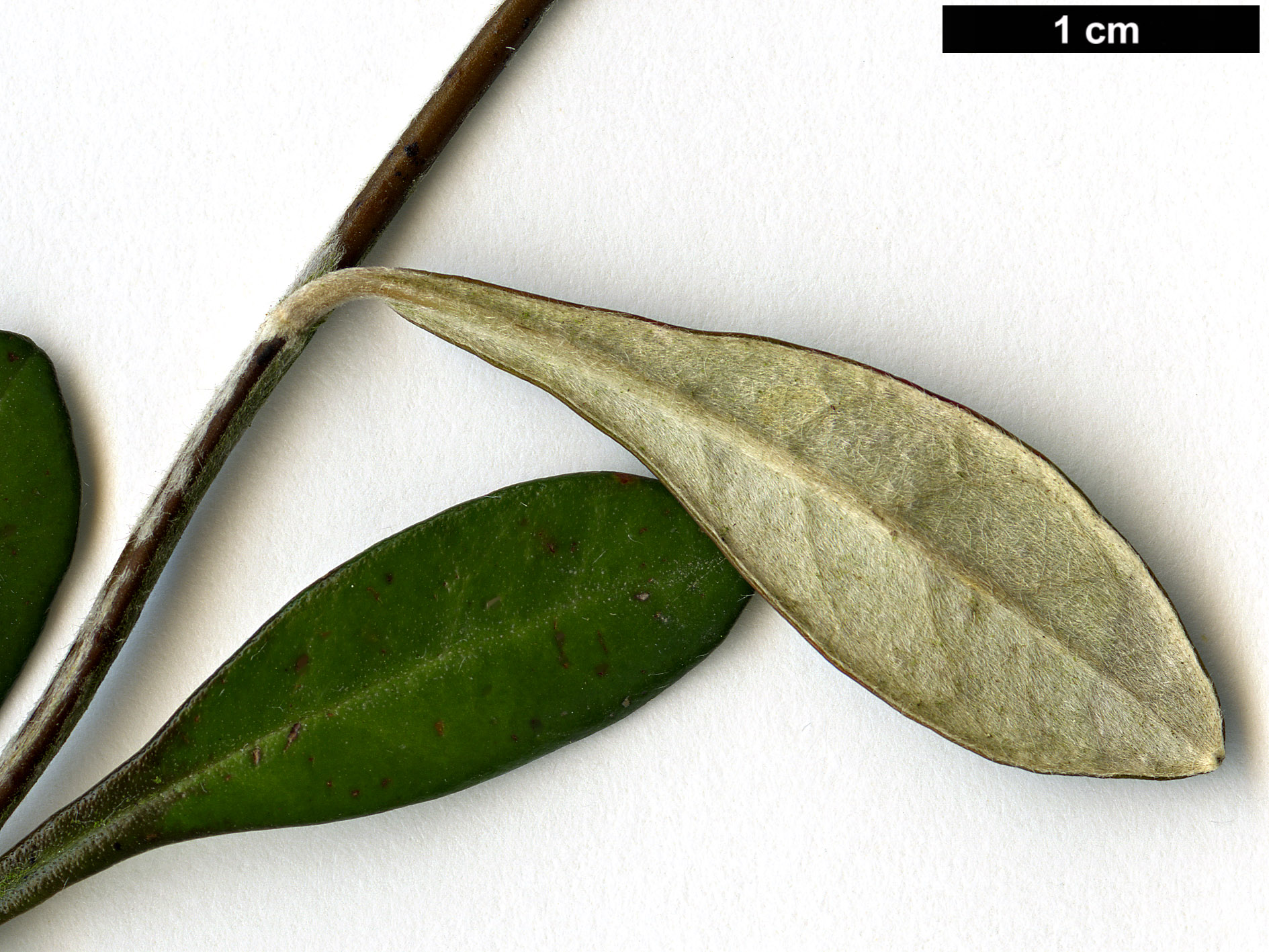 High resolution image: Family: Argophyllaceae - Genus: Corokia - Taxon: ×virgata (C.buddleioides × C.cotoneaster)